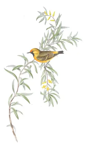 Volume III, plate 65 of Gould's The Birds of Australia: Orange Chat (Epthianura aurifrons)