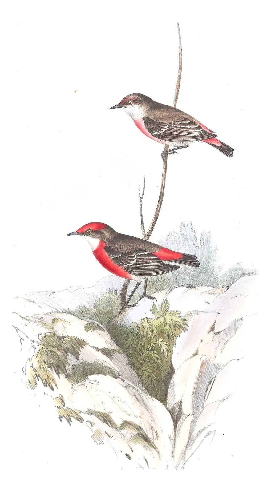 Volume III, plate 66 of Gould's The Birds of Australia: Crimson Chat (Epthianura tricolor)