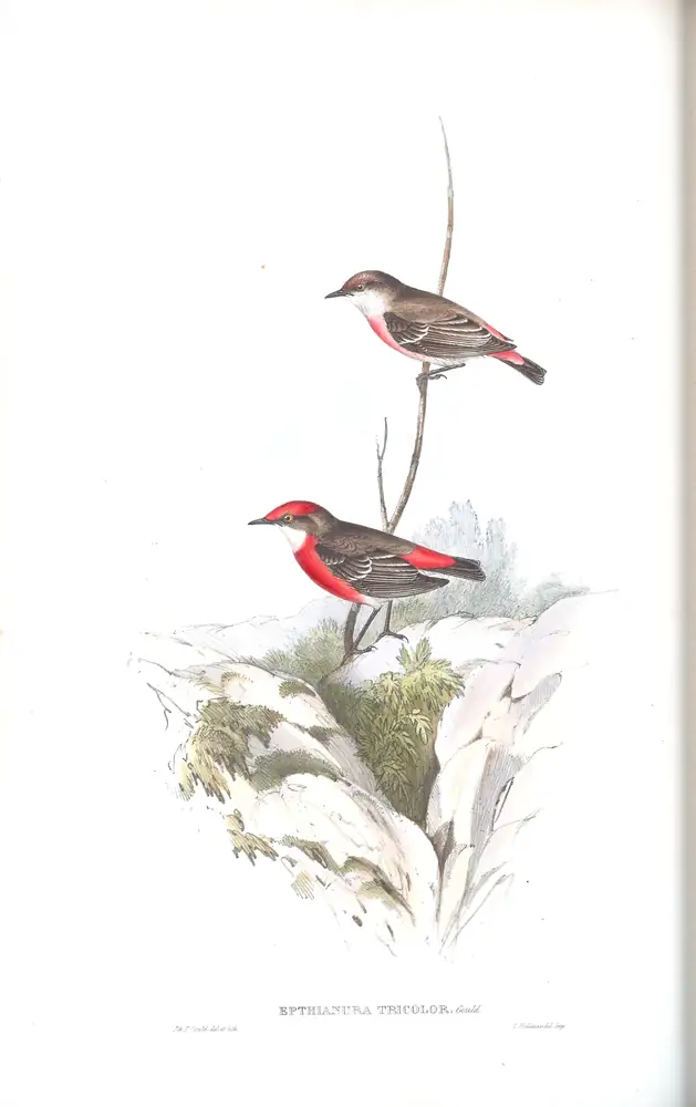 The whole sheet of volume III, plate 66, with its engraved caption