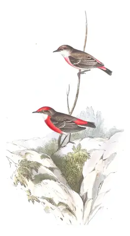 Volume III, plate 66 of Gould's The Birds of Australia: Crimson Chat (Epthianura tricolor)