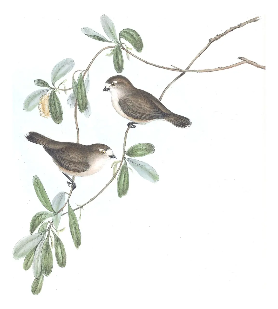 Volume III, plate 67 of Gould's The Birds of Australia: Southern Whiteface (Aphelocephala leucopsis)