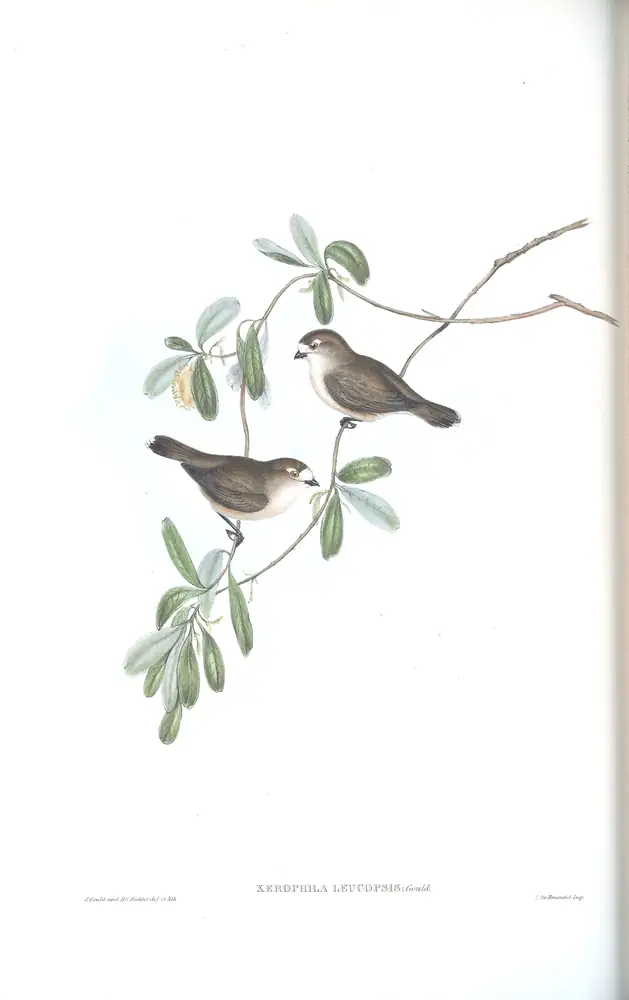 The whole sheet of volume III, plate 67, with its engraved caption