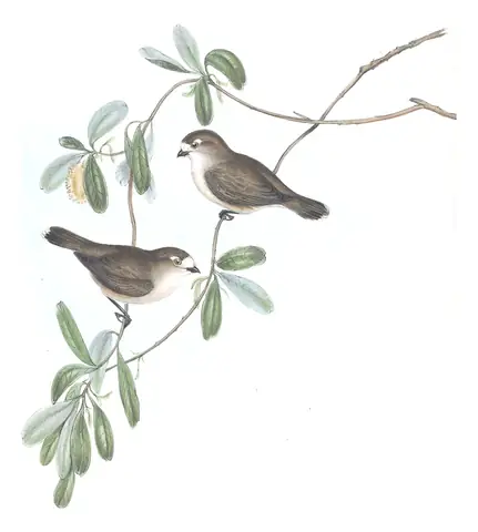 Volume III, plate 67 of Gould's The Birds of Australia: Southern Whiteface (Aphelocephala leucopsis)