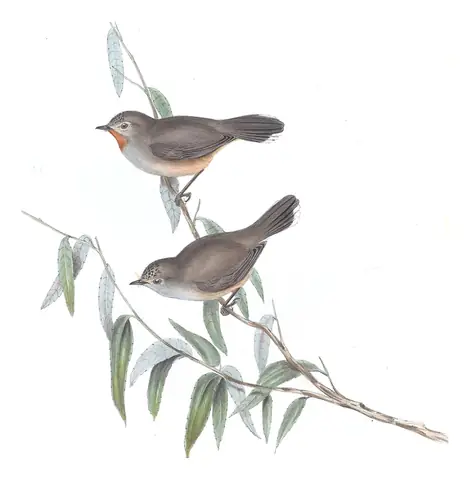 Volume III, plate 68 of Gould's The Birds of Australia: Redthroat (Pyrrholaemus brunneus)