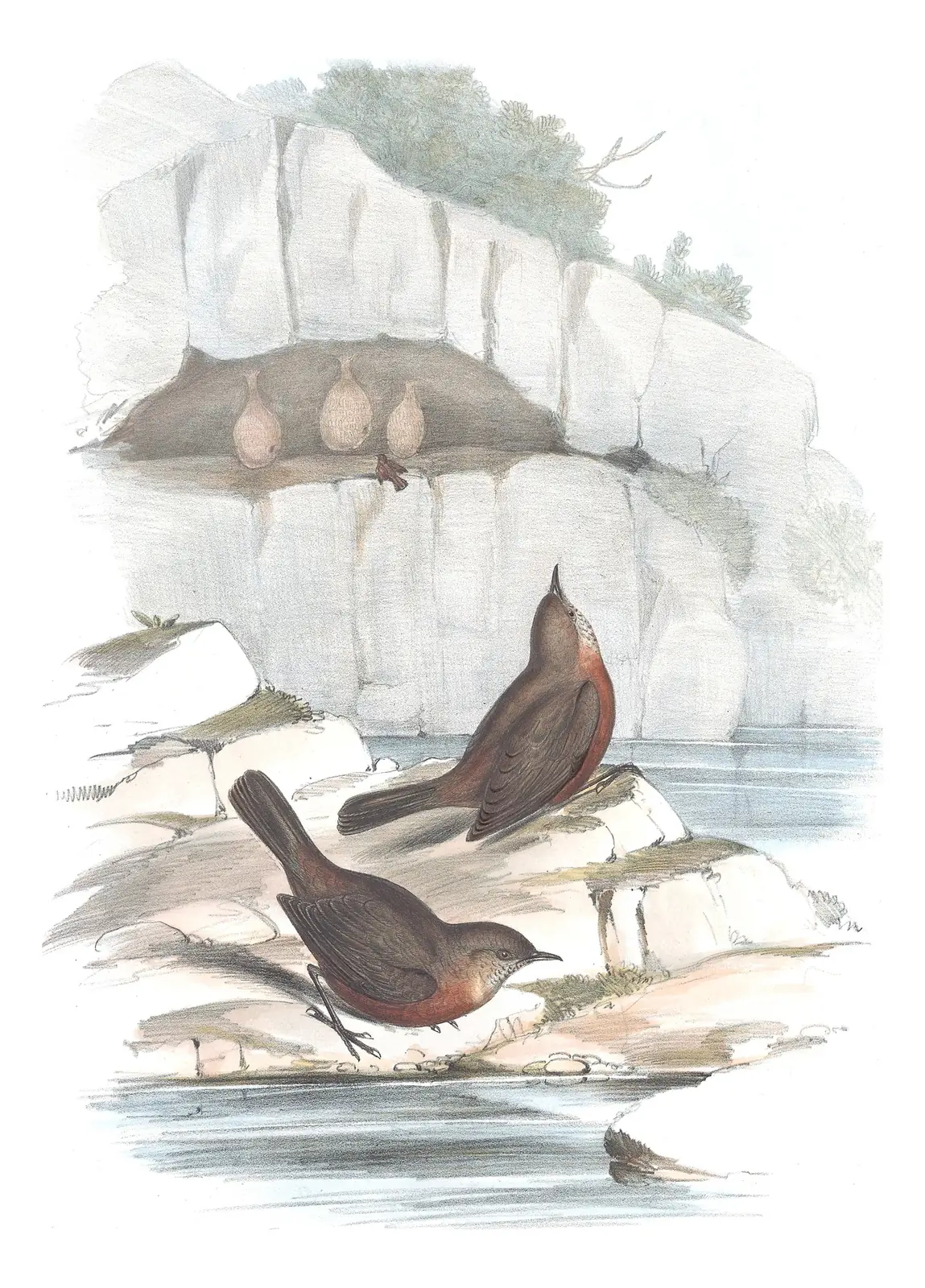 Volume III, plate 69 of Gould's The Birds of Australia: Rockwarbler (Origma solitaria)