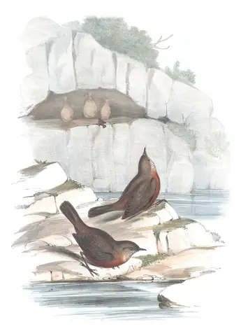 Volume III, plate 69 of Gould's The Birds of Australia: Rockwarbler (Origma solitaria)
