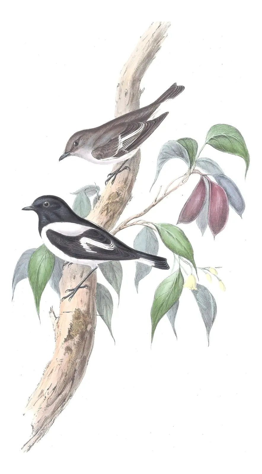 Volume III, plate 7 of Gould's The Birds of Australia: Hooded Robin (Melanodryas cucullata)