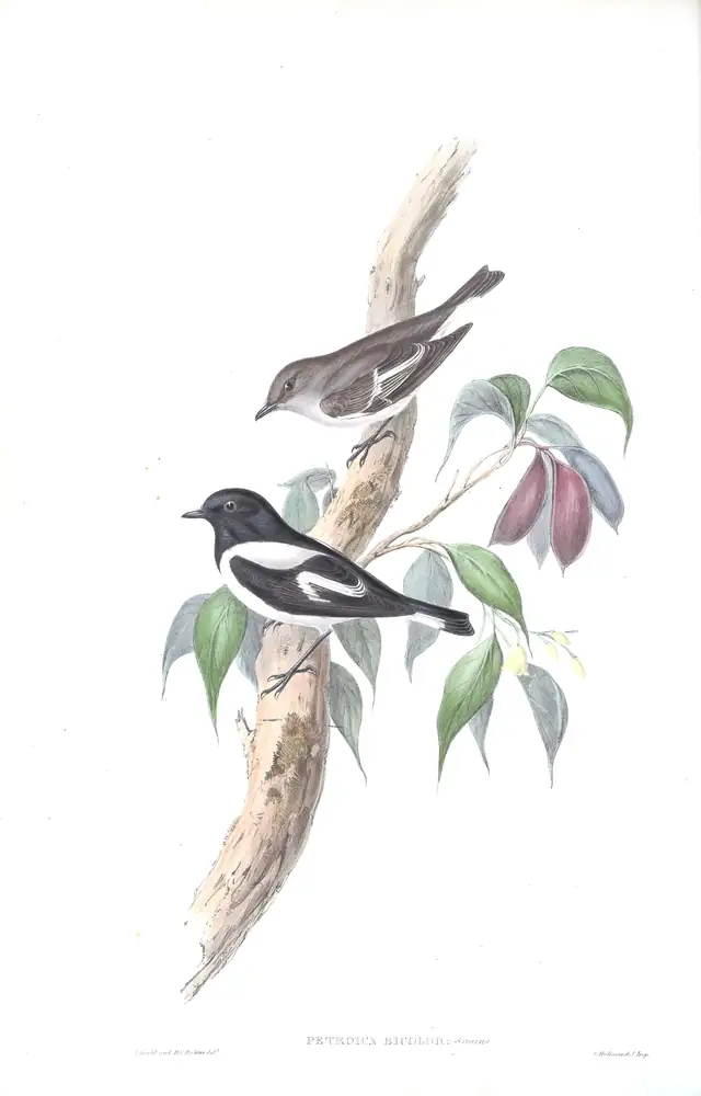 The whole sheet of volume III, plate 7, with its engraved caption