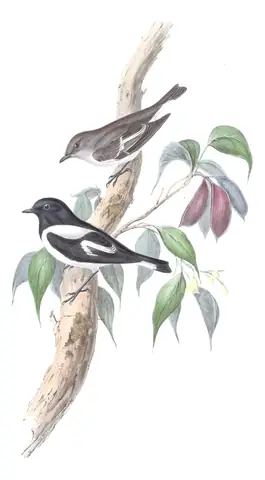 Volume III, plate 7 of Gould's The Birds of Australia: Hooded Robin (Melanodryas cucullata)