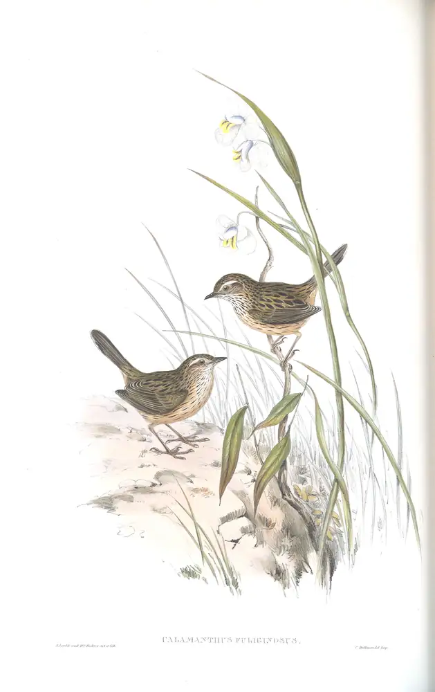 The whole sheet of volume III, plate 70, with its engraved caption