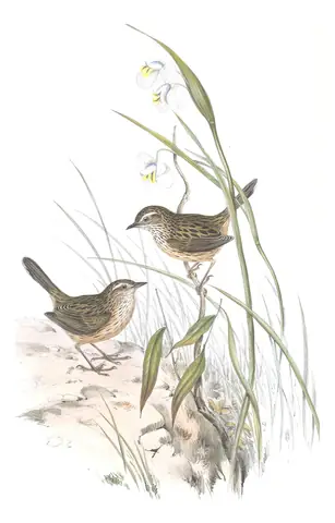 Volume III, plate 70 of Gould's The Birds of Australia: Striated Fieldwren (Calamanthus fuliginosus)
