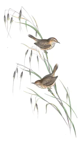 Volume III, plate 71 of Gould's The Birds of Australia: Rufous Fieldwren (Calamanthus campestris)