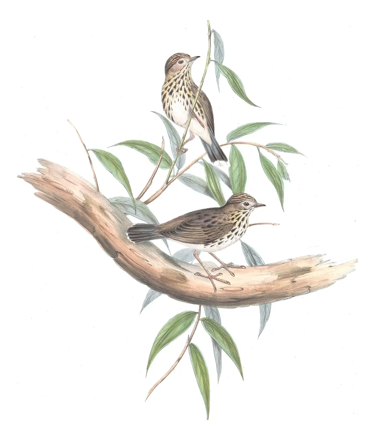 Volume III, plate 72 of Gould's The Birds of Australia: Speckled Warbler (Pyrrholaemus sagittatus)
