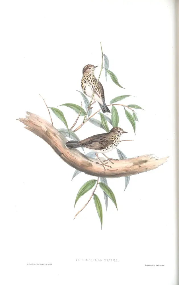 The whole sheet of volume III, plate 72, with its engraved caption