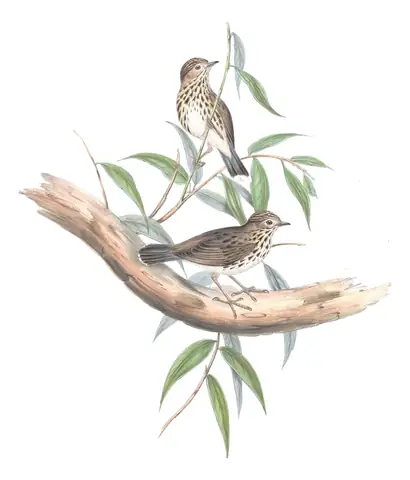 Volume III, plate 72 of Gould's The Birds of Australia: Speckled Warbler (Pyrrholaemus sagittatus)
