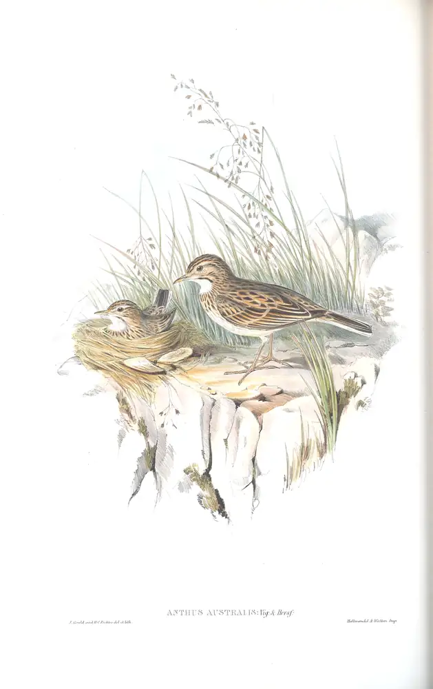 The whole sheet of volume III, plate 73, with its engraved caption