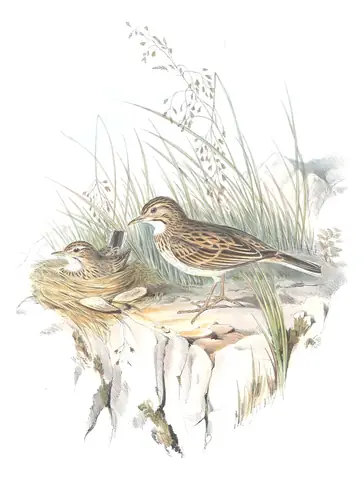 Volume III, plate 73 of Gould's The Birds of Australia: Australian Pipit (Anthus australis)