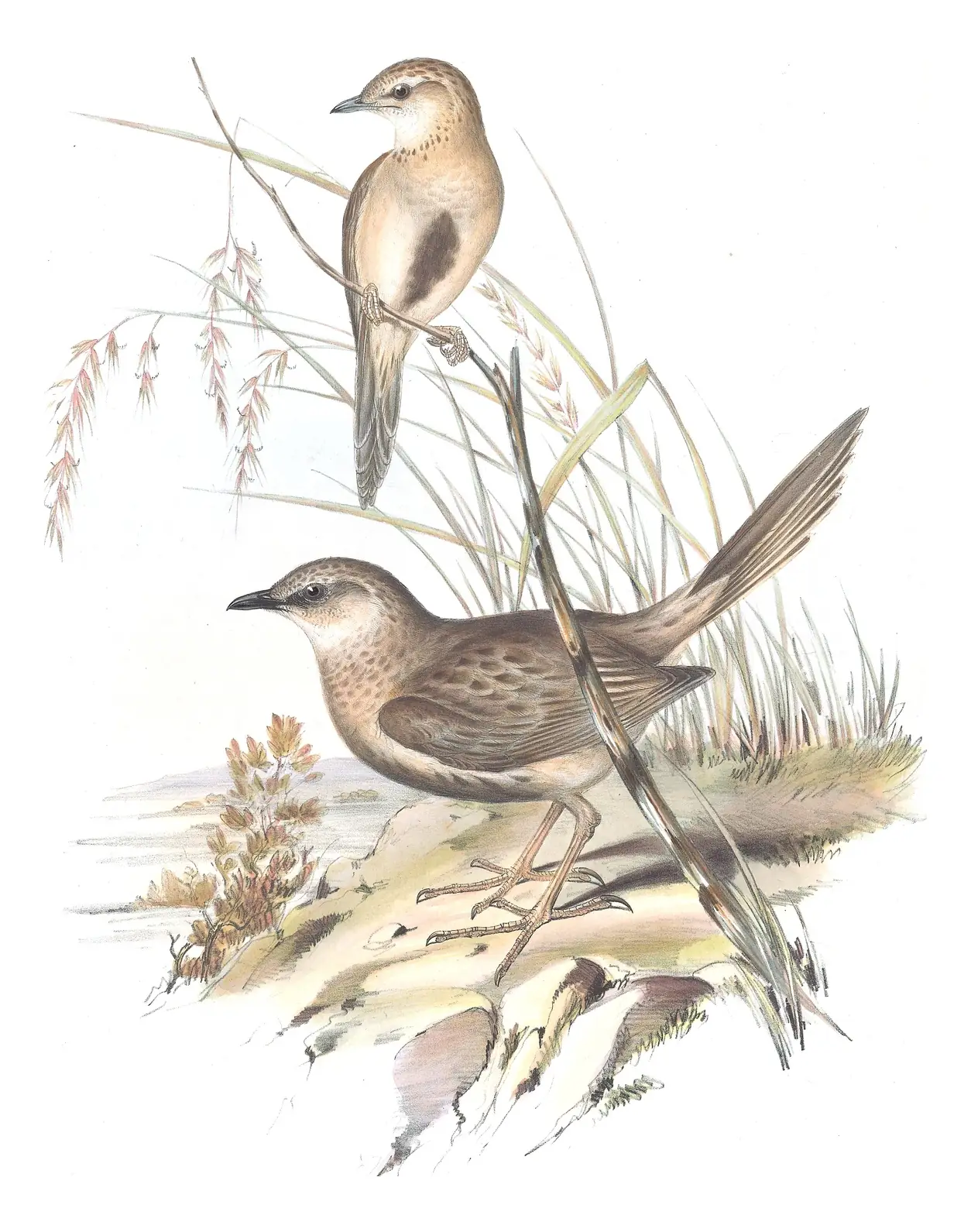 Volume III, plate 74 of Gould's The Birds of Australia: Brown Songlark (Cincloramphus cruralis)