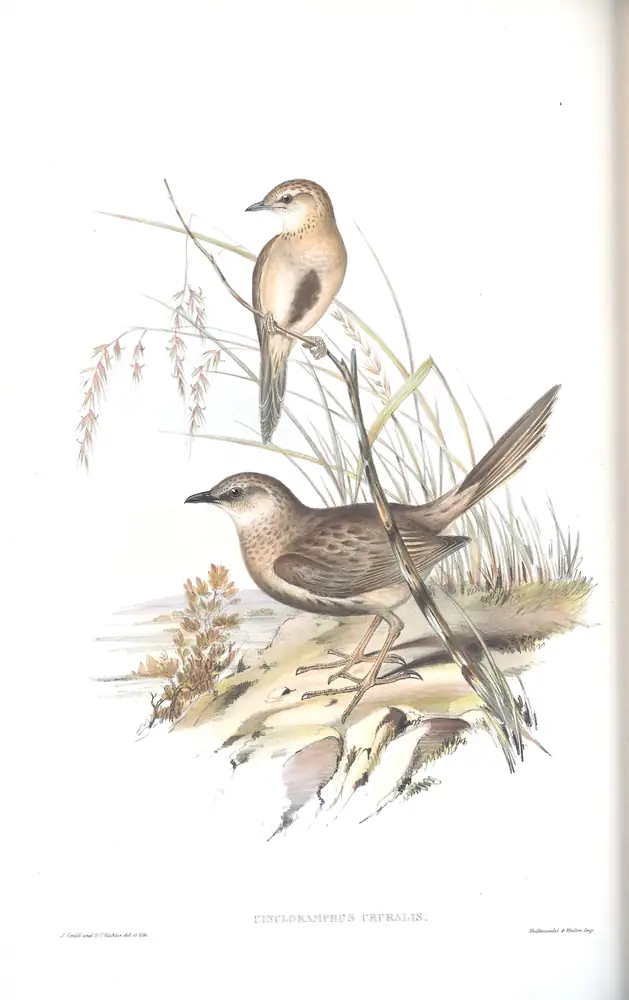 The whole sheet of volume III, plate 74, with its engraved caption