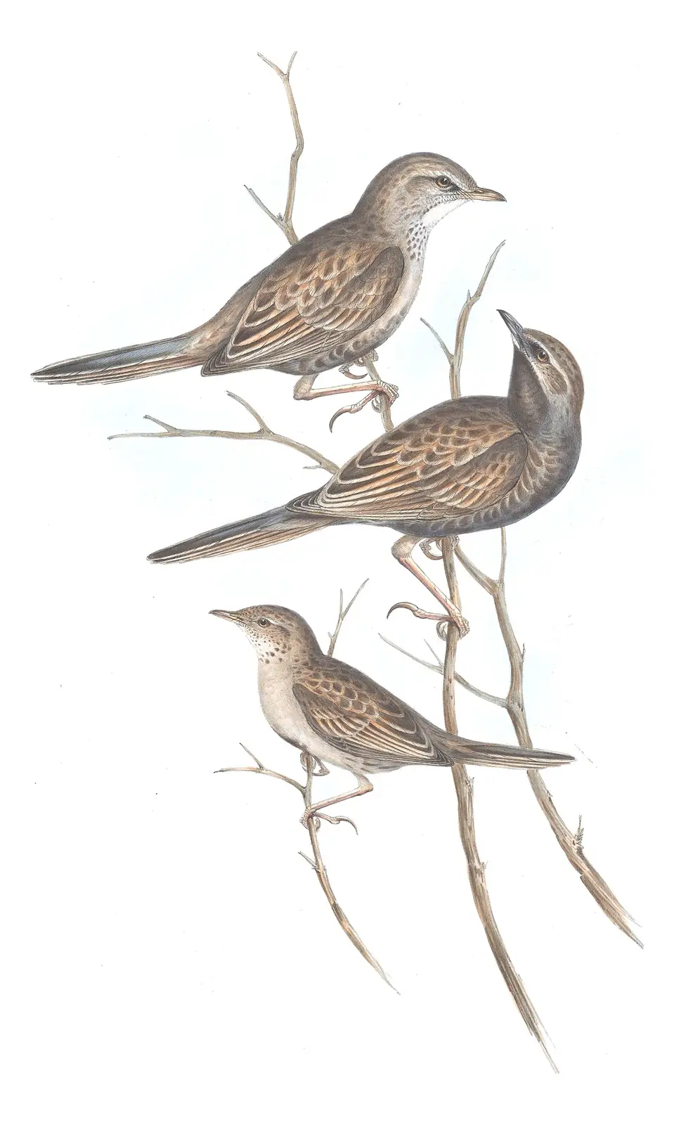 Volume III, plate 75 of Gould's The Birds of Australia: Brown Songlark (Cincloramphus cruralis)