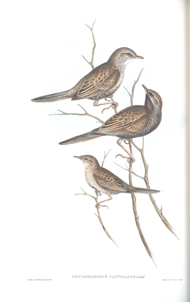 The whole sheet of volume III, plate 75, with its engraved caption