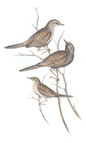Volume III, plate 75 of Gould's The Birds of Australia: Brown Songlark (Cincloramphus cruralis)