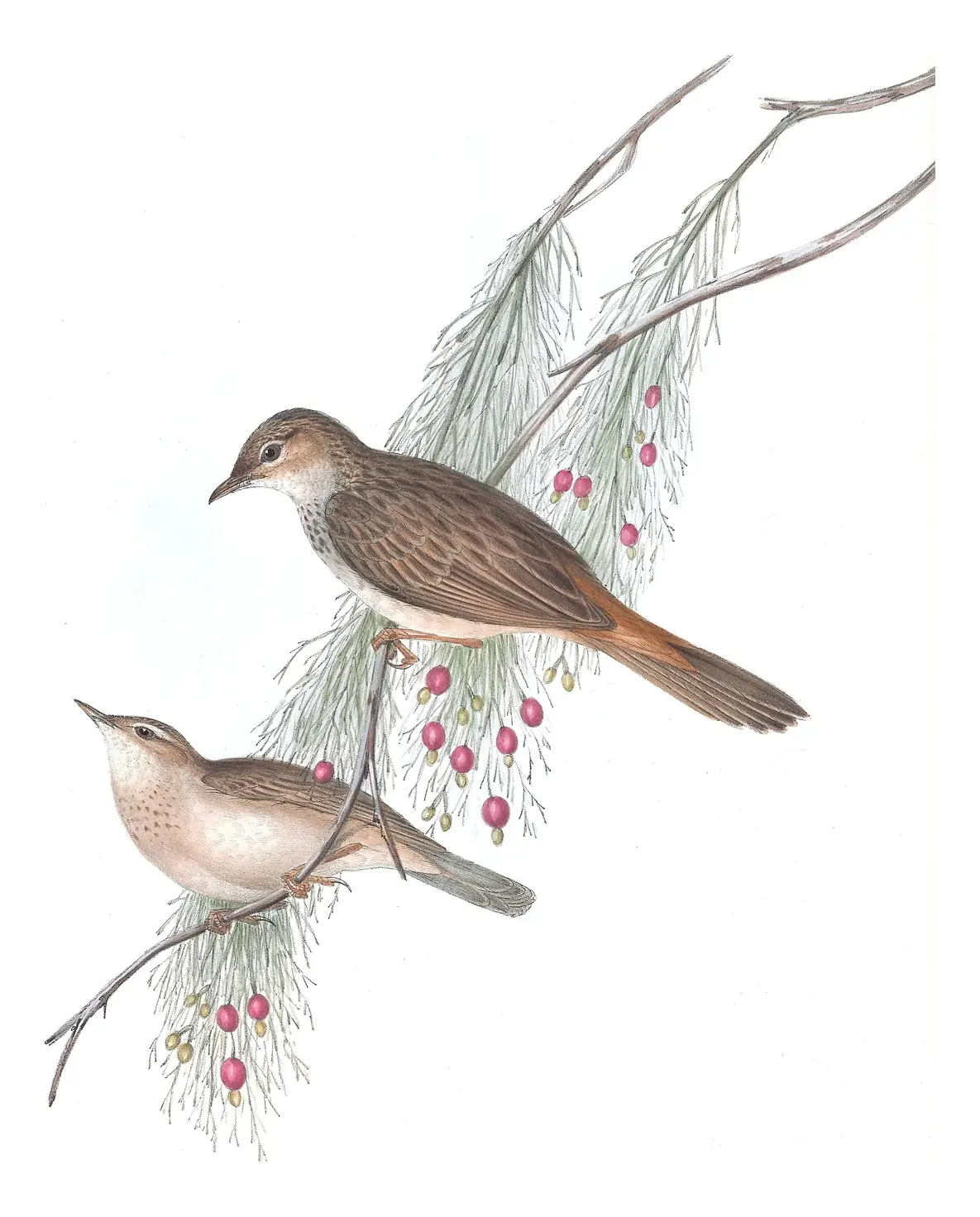 Volume III, plate 76 of Gould's The Birds of Australia: Rufous Songlark (Cincloramphus mathewsi)