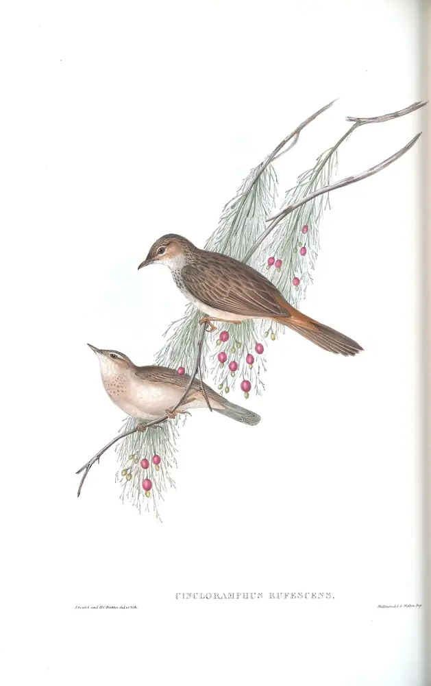 The whole sheet of volume III, plate 76, with its engraved caption