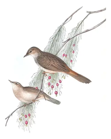 Volume III, plate 76 of Gould's The Birds of Australia: Rufous Songlark (Cincloramphus mathewsi)