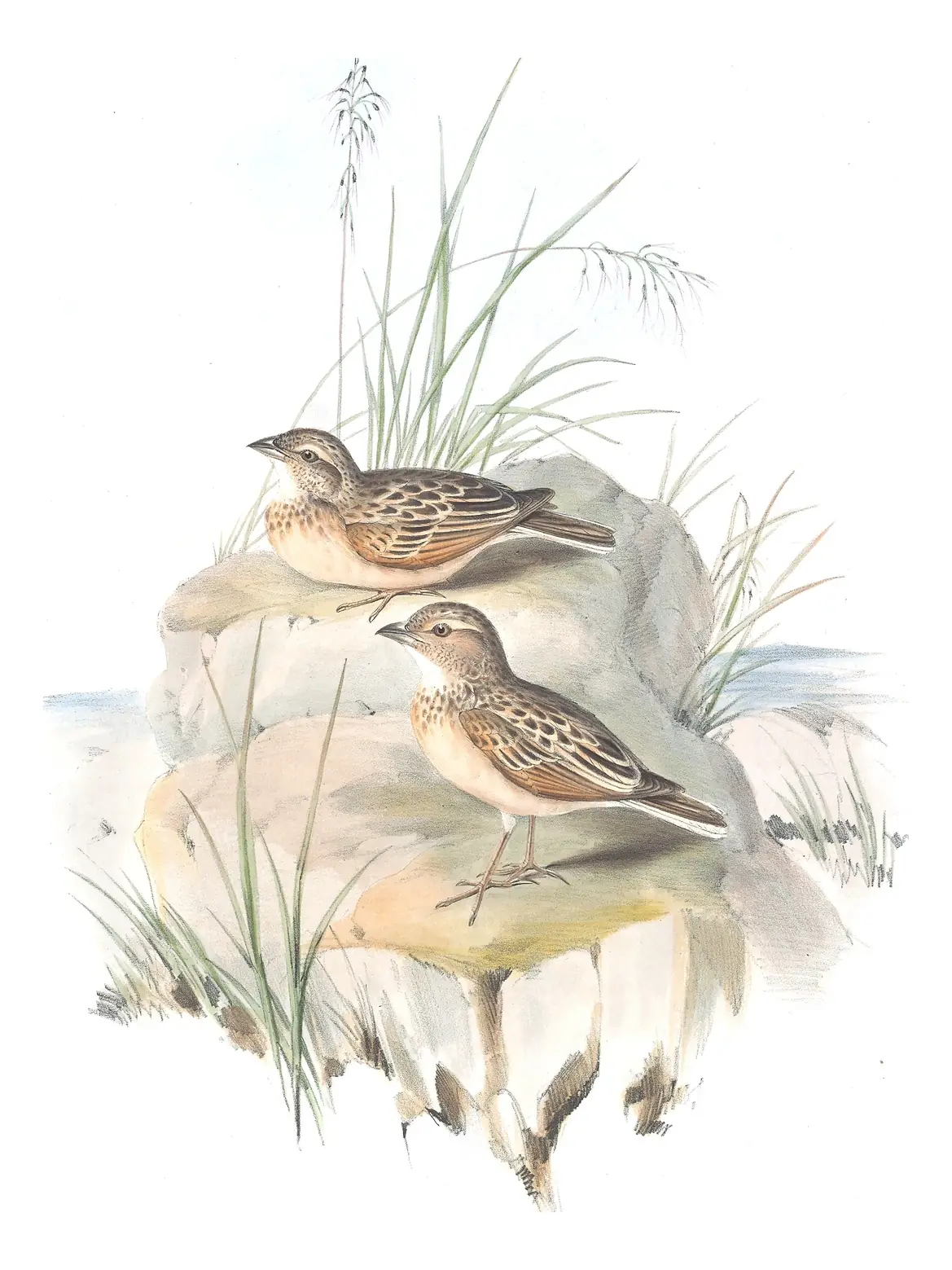 Volume III, plate 77 of Gould's The Birds of Australia: Singing Bushlark (Mirafra javanica)