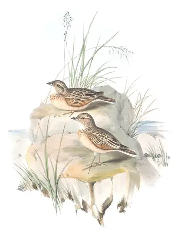 Volume III, plate 77 of Gould's The Birds of Australia: Singing Bushlark (Mirafra javanica)