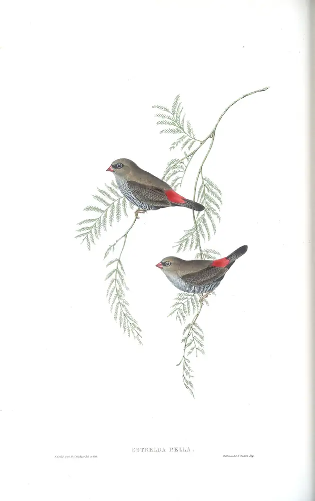 The whole sheet of volume III, plate 78, with its engraved caption