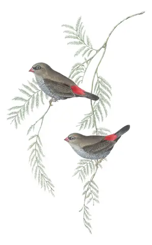 Volume III, plate 78 of Gould's The Birds of Australia: Beautiful Firetail (Stagonopleura bella)