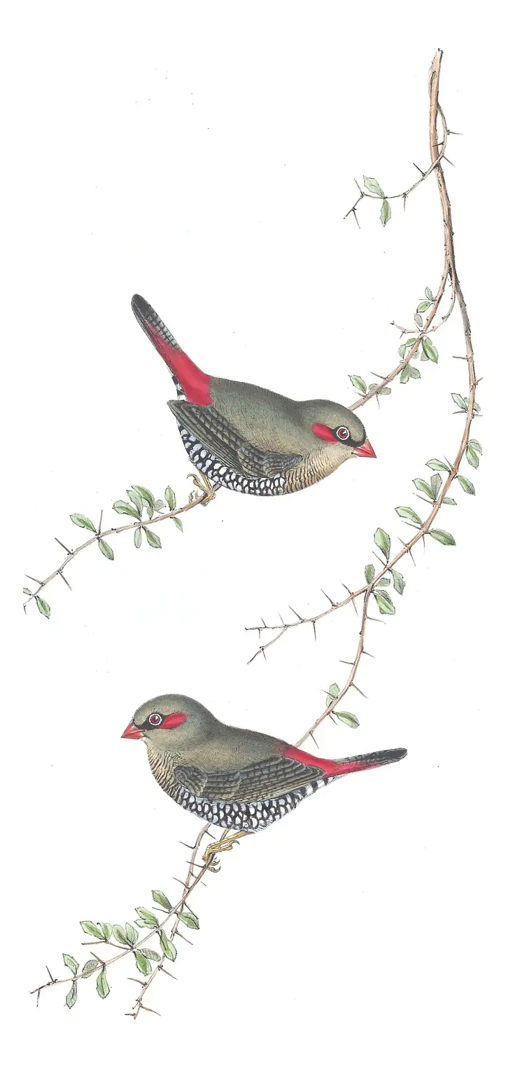 Volume III, plate 79 of Gould's The Birds of Australia: Red-eared Firetail (Stagonopleura oculata)