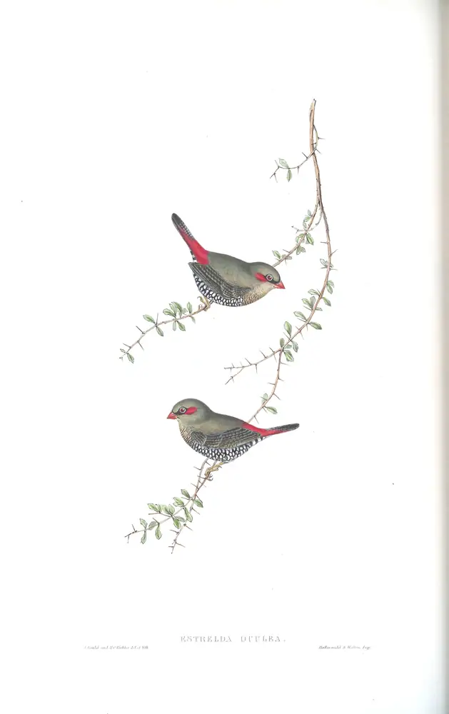 The whole sheet of volume III, plate 79, with its engraved caption
