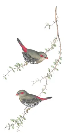 Volume III, plate 79 of Gould's The Birds of Australia: Red-eared Firetail (Stagonopleura oculata)