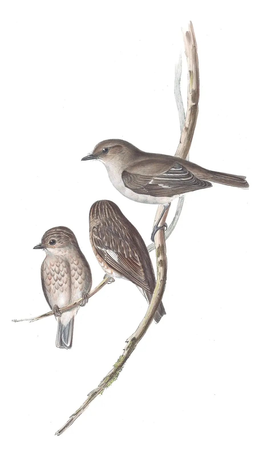 Volume III, plate 8 of Gould's The Birds of Australia: Dusky Robin (Melanodryas vittata)