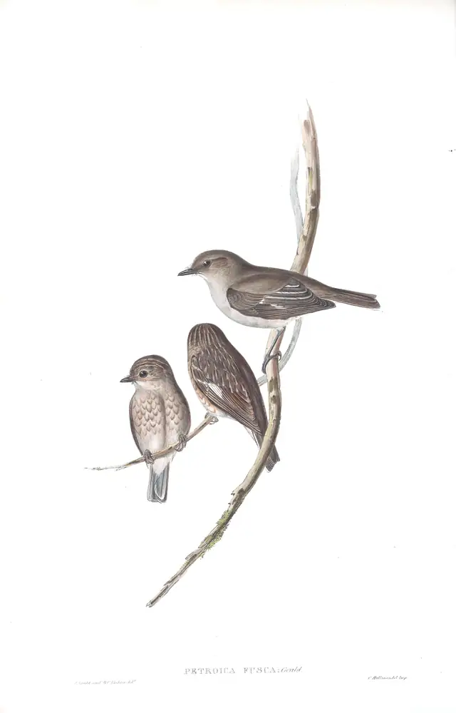 The whole sheet of volume III, plate 8, with its engraved caption