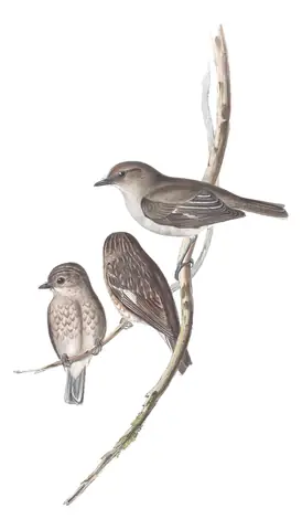 Volume III, plate 8 of Gould's The Birds of Australia: Dusky Robin (Melanodryas vittata)