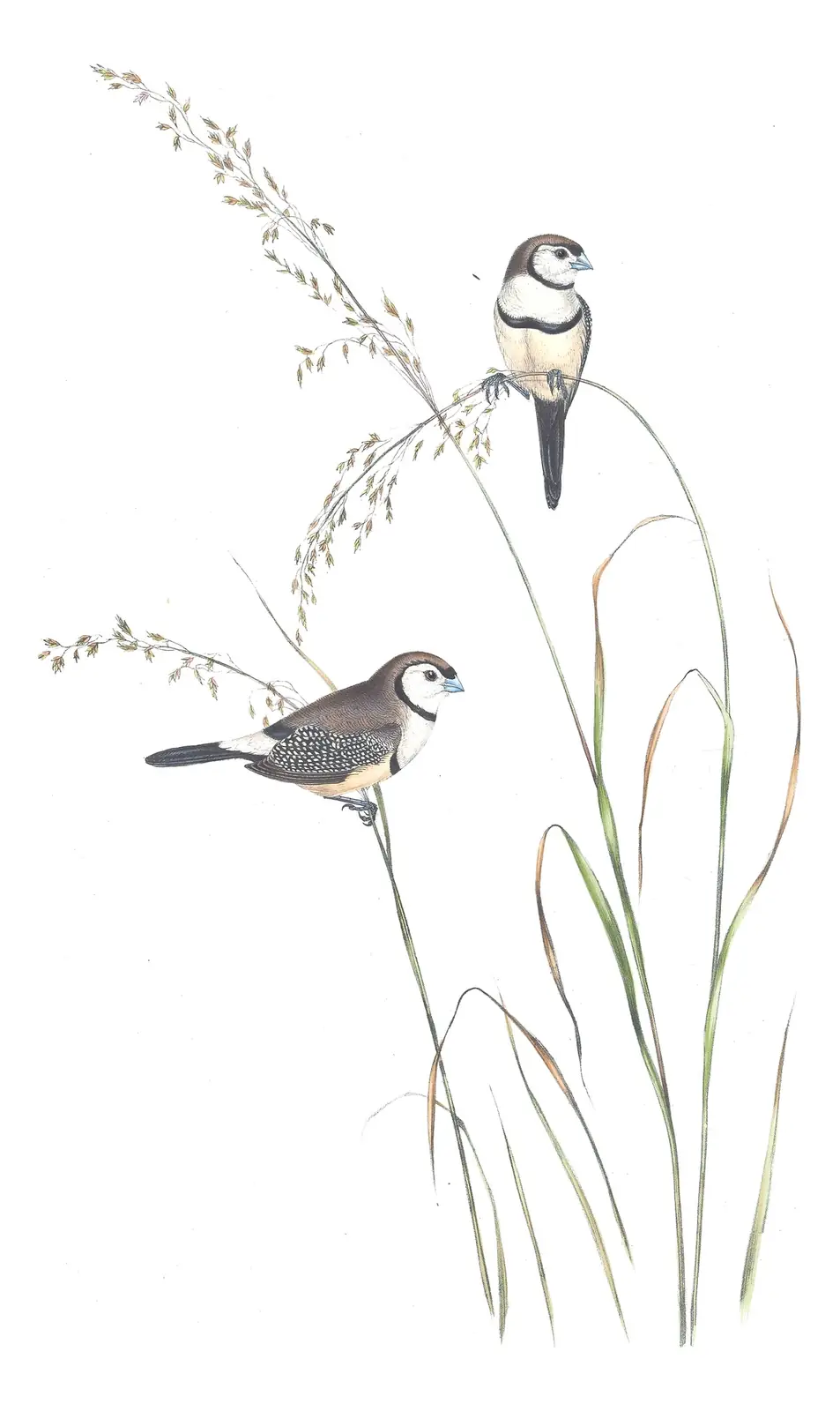 Volume III, plate 80 of Gould's The Birds of Australia: Double-barred Finch (Stizoptera bichenovii)