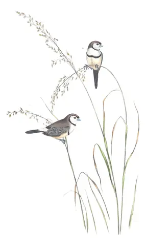 Volume III, plate 80 of Gould's The Birds of Australia: Double-barred Finch (Stizoptera bichenovii)