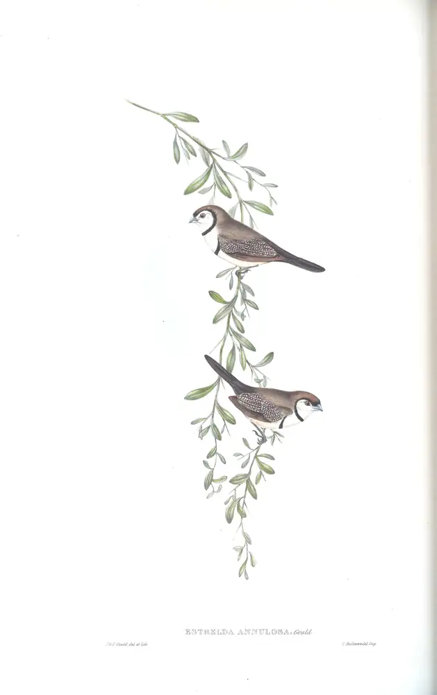 The whole sheet of volume III, plate 81, with its engraved caption
