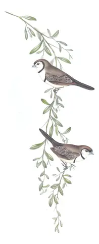 Volume III, plate 81 of Gould's The Birds of Australia: Double-barred Finch (Stizoptera bichenovii)