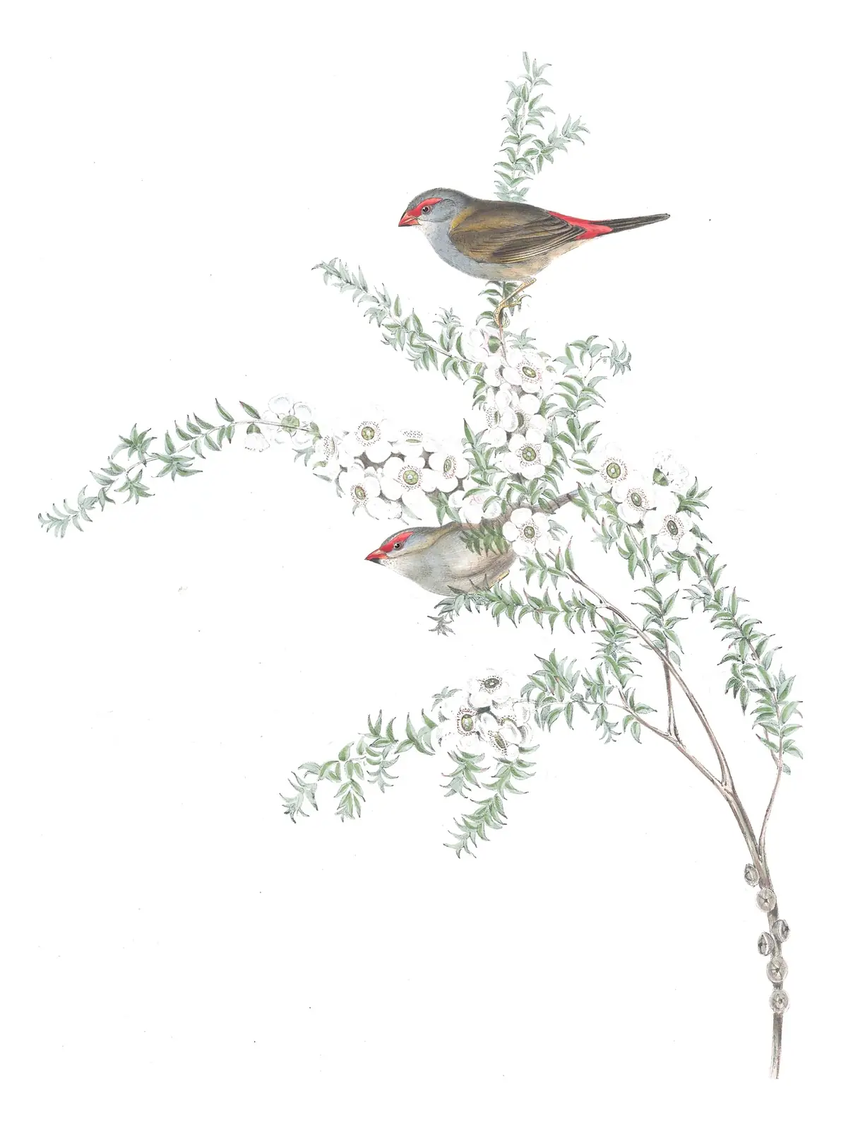 Volume III, plate 82 of Gould's The Birds of Australia: Red-browed Firetail (Neochmia temporalis)