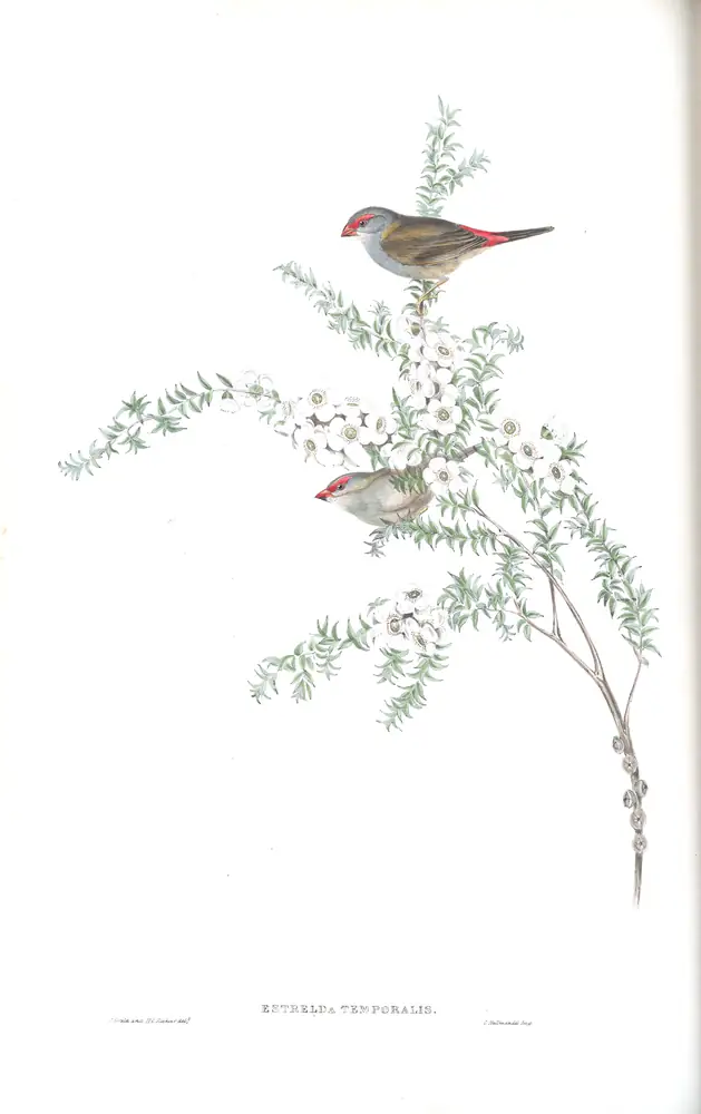 The whole sheet of volume III, plate 82, with its engraved caption