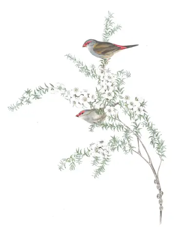 Volume III, plate 82 of Gould's The Birds of Australia: Red-browed Firetail (Neochmia temporalis)