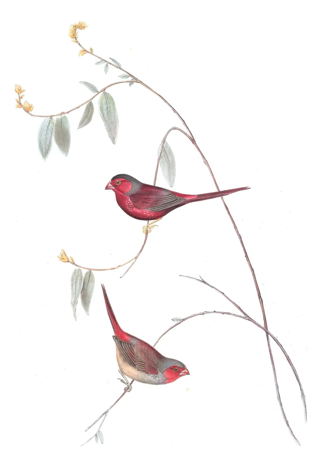 Volume III, plate 83 of Gould's The Birds of Australia: Crimson Finch (Neochmia phaeton)