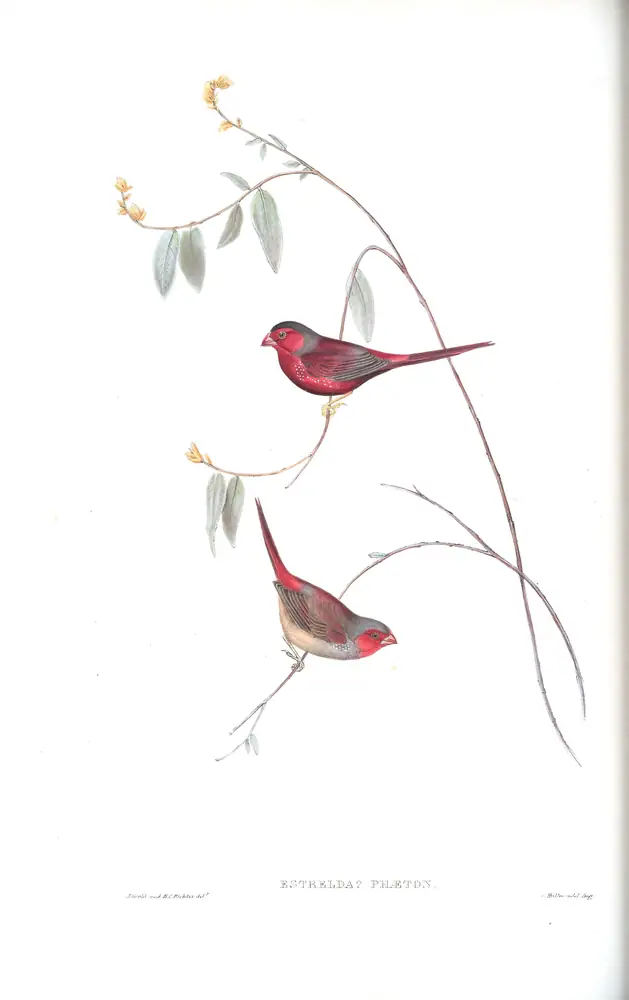 The whole sheet of volume III, plate 83, with its engraved caption