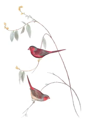 Volume III, plate 83 of Gould's The Birds of Australia: Crimson Finch (Neochmia phaeton)