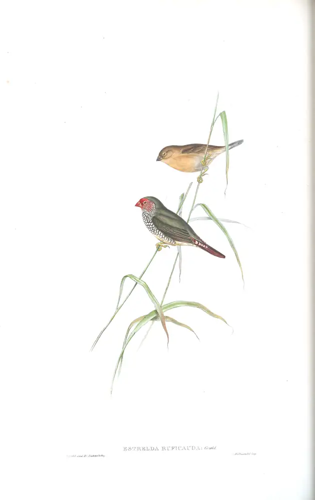 The whole sheet of volume III, plate 84, with its engraved caption